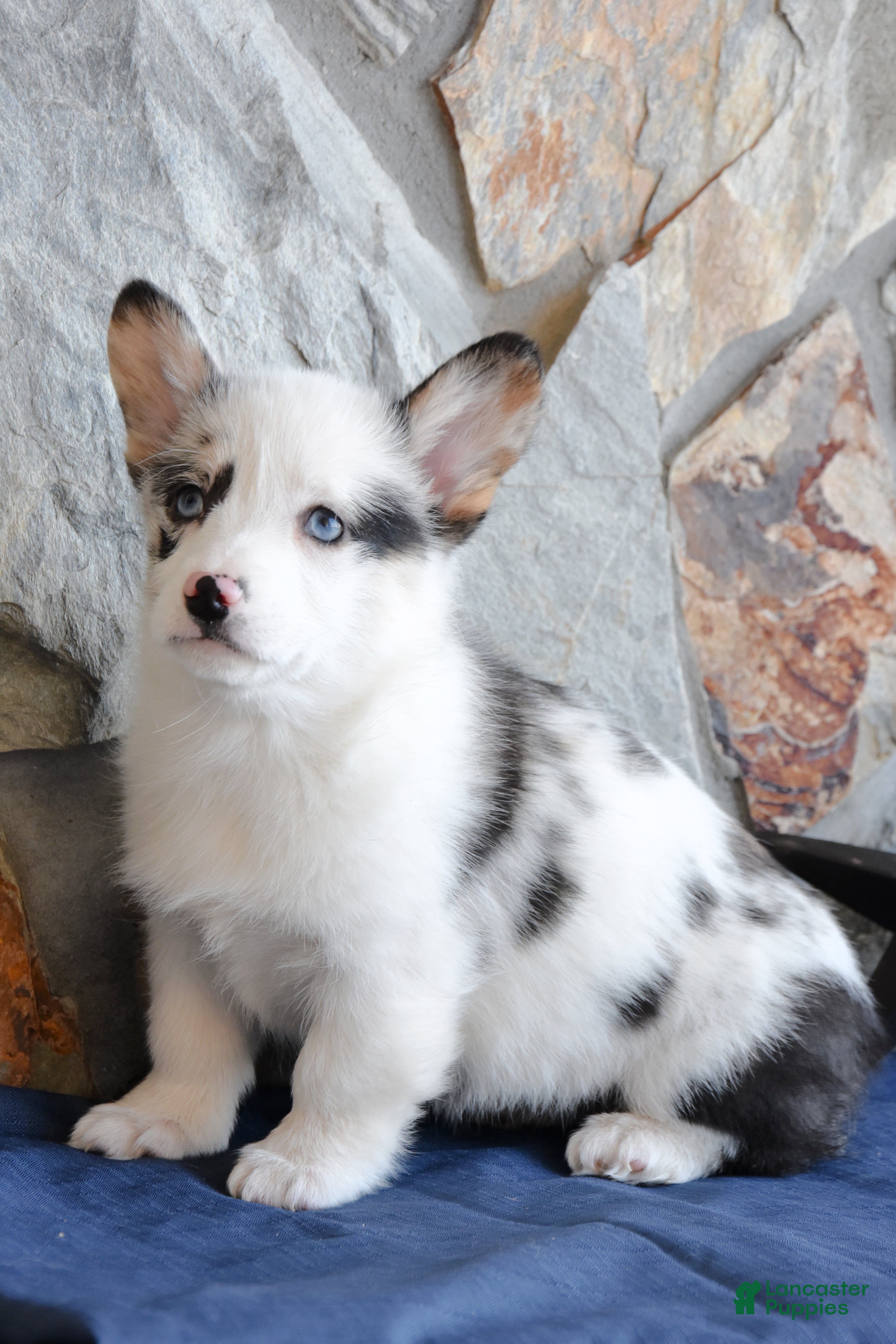 Welsh Corgi Pembroke dogs Skye - Ad 2