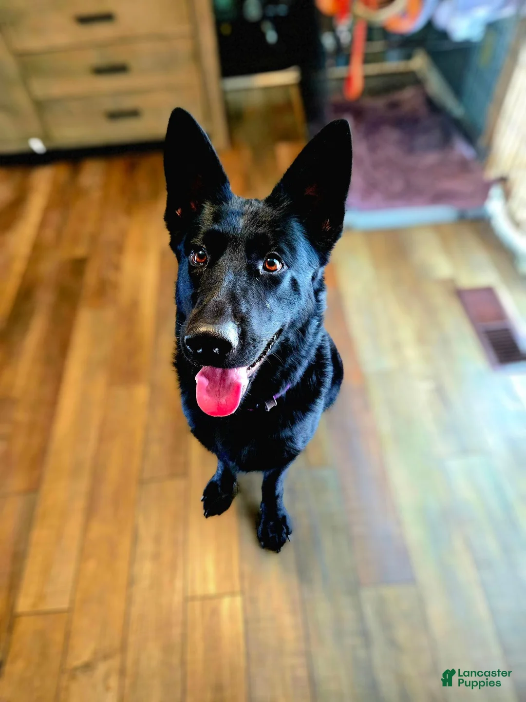 German Shepherd dogs for sale: Evie - Ad 2
