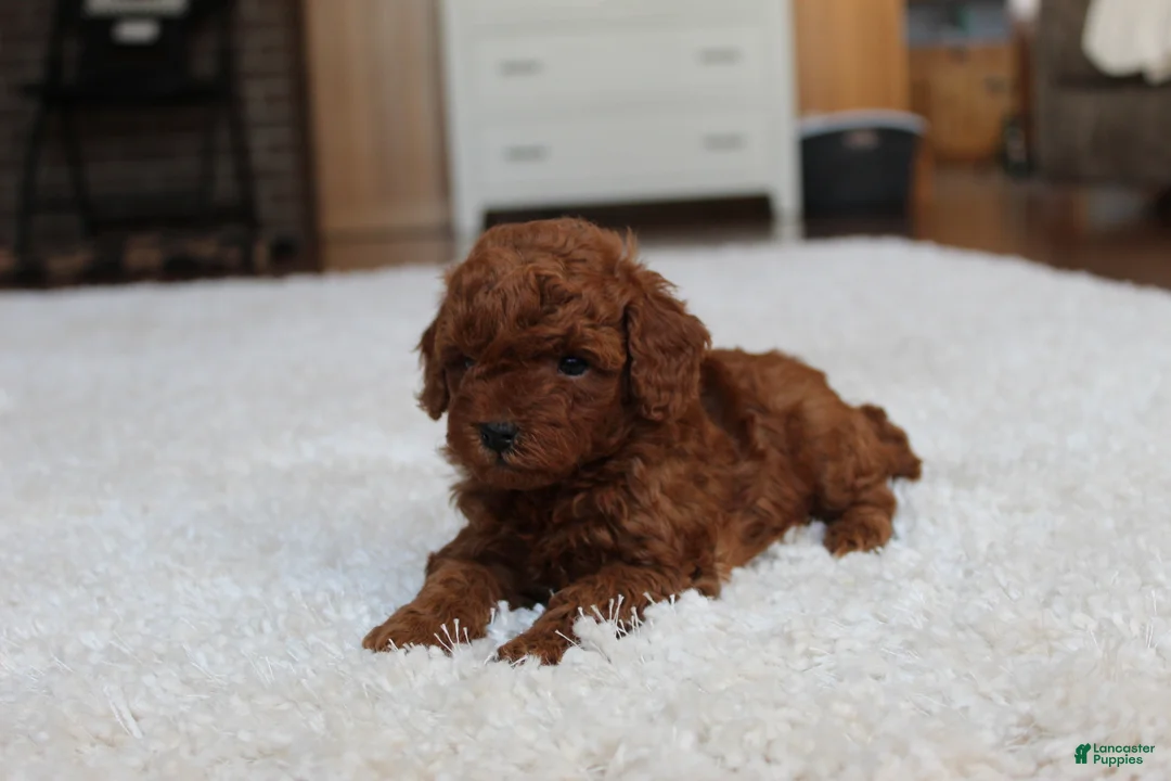 Toy Poodle dogs for sale: Marshall - Ad 4