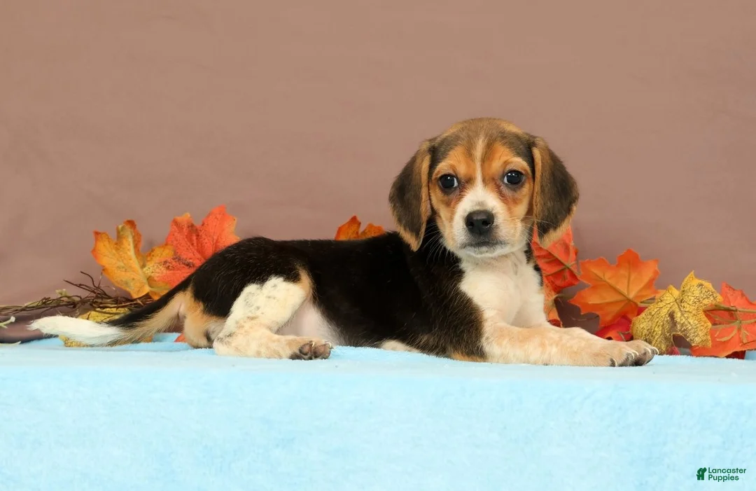 Beagle dogs for sale: Daisy - Ad 1