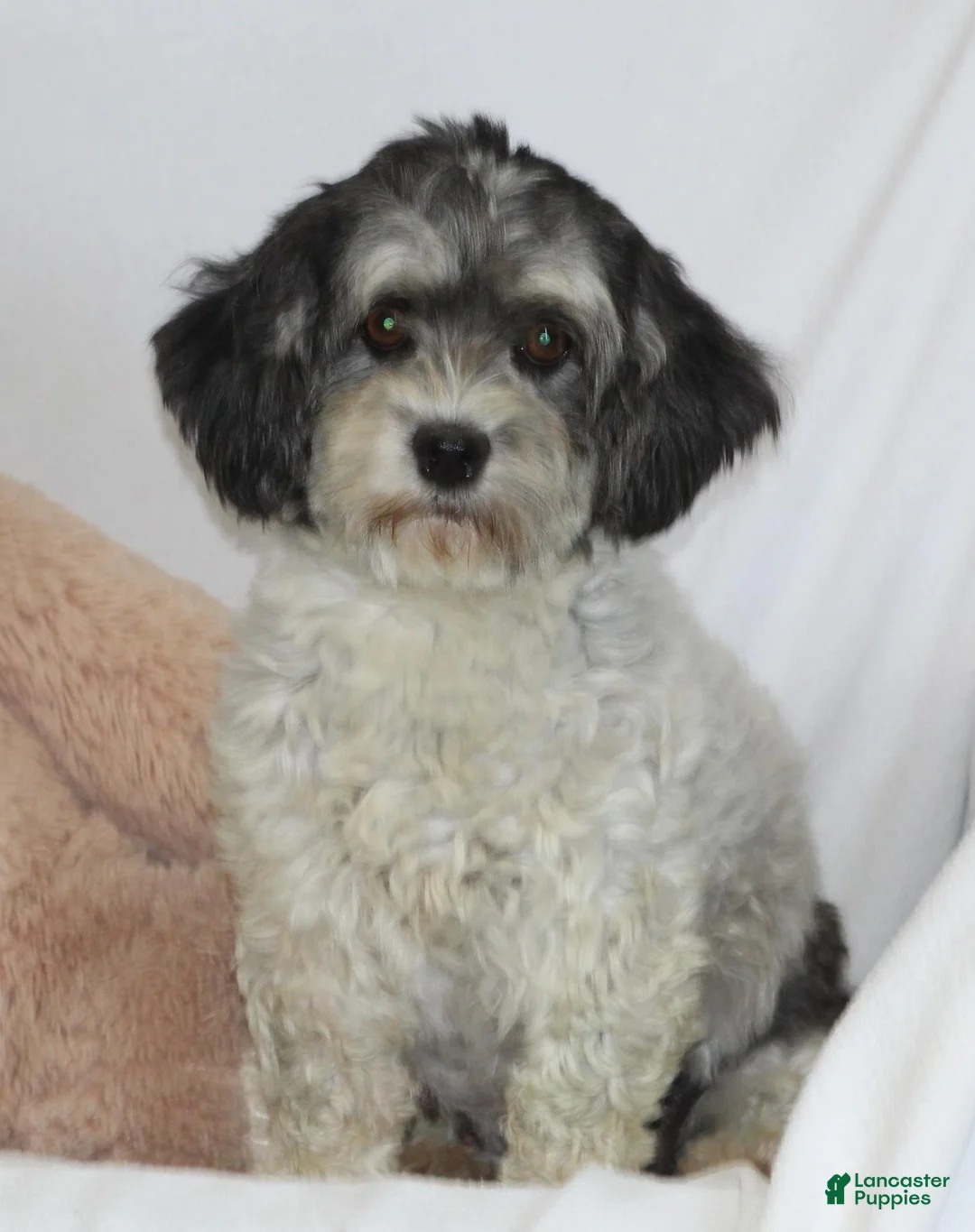 Havanese dogs for sale: Mindy - Ad 3