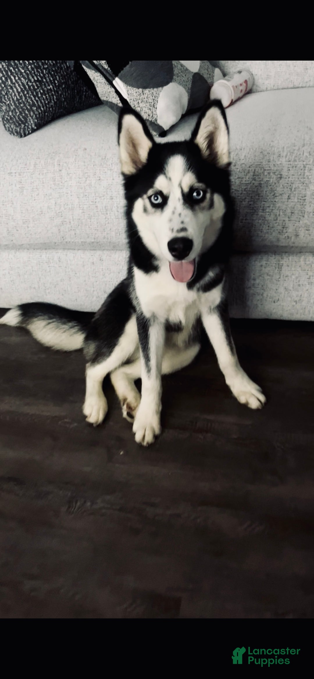 Siberian Husky dogs for sale: Siberian Husky Puppy 1 - Ad 3