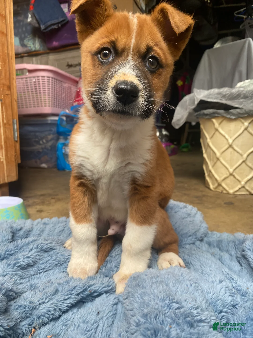 Mixed Breed dogs for sale: Mixed Breed Puppy 1 - Ad 1