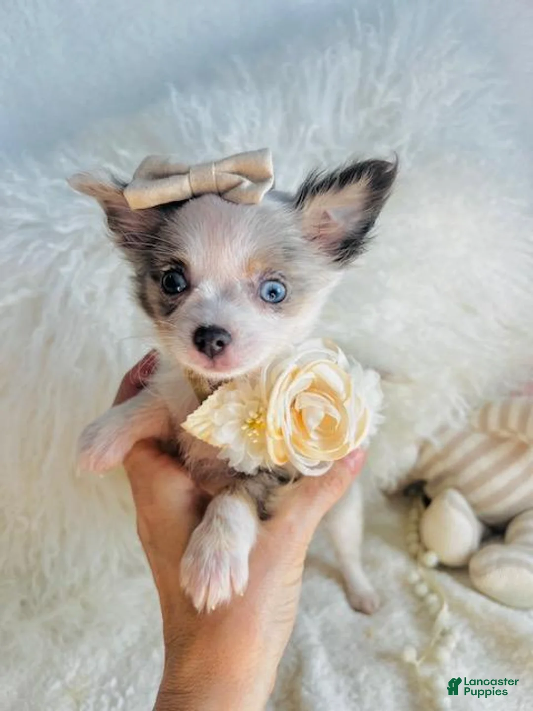 Chihuahua dogs for sale: Chihuahua 1 - Ad 1