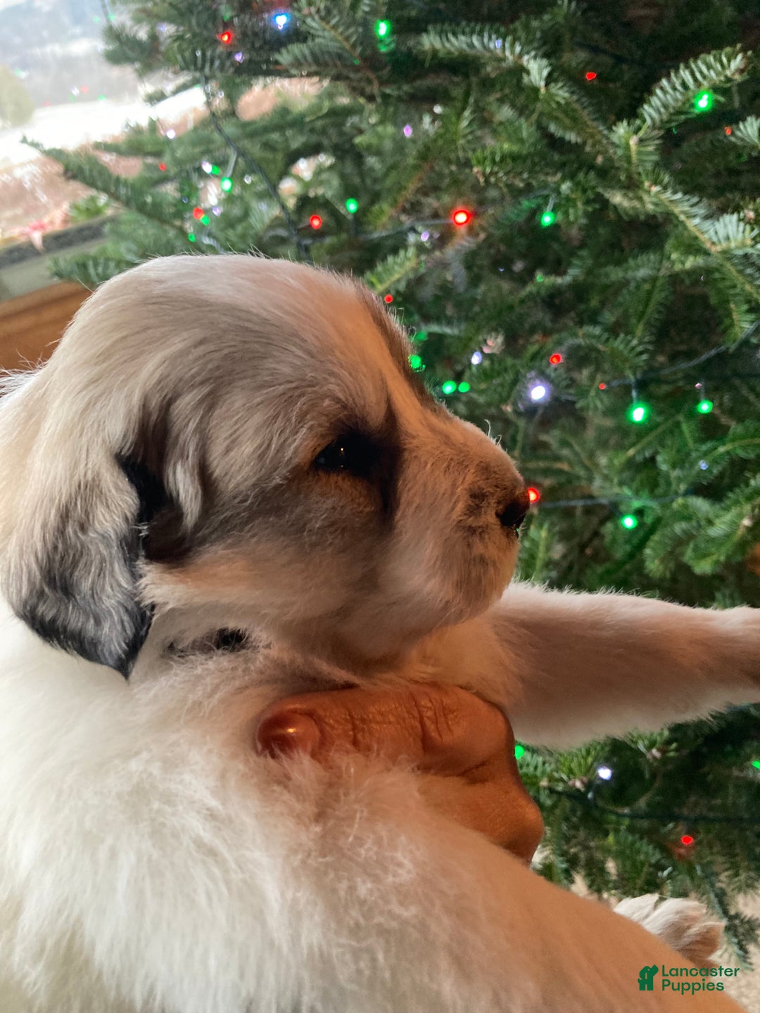 Great Pyrenees dogs for sale: Great Pyrenees Male Puppy - Grey - Ad 2