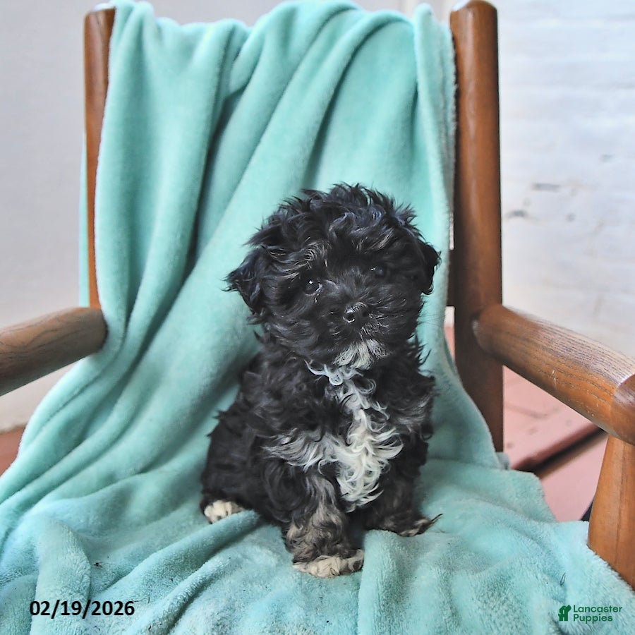 Havanese dogs Karlos - Ad 2