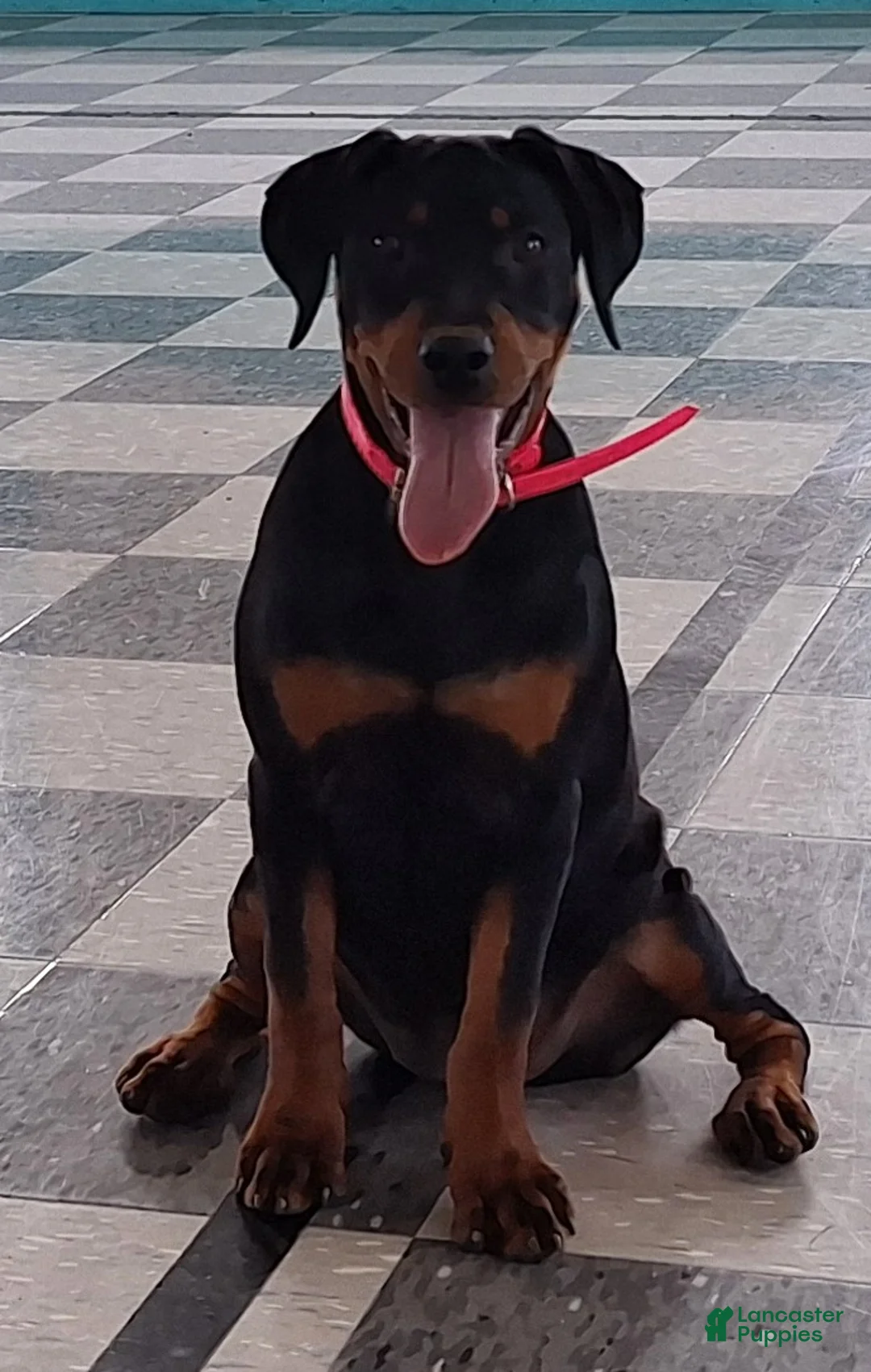 Mixed Breed dogs for sale: Sabrina - Ad 1