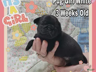 Pug dogs Pug Puppy Girl White - Ad 20