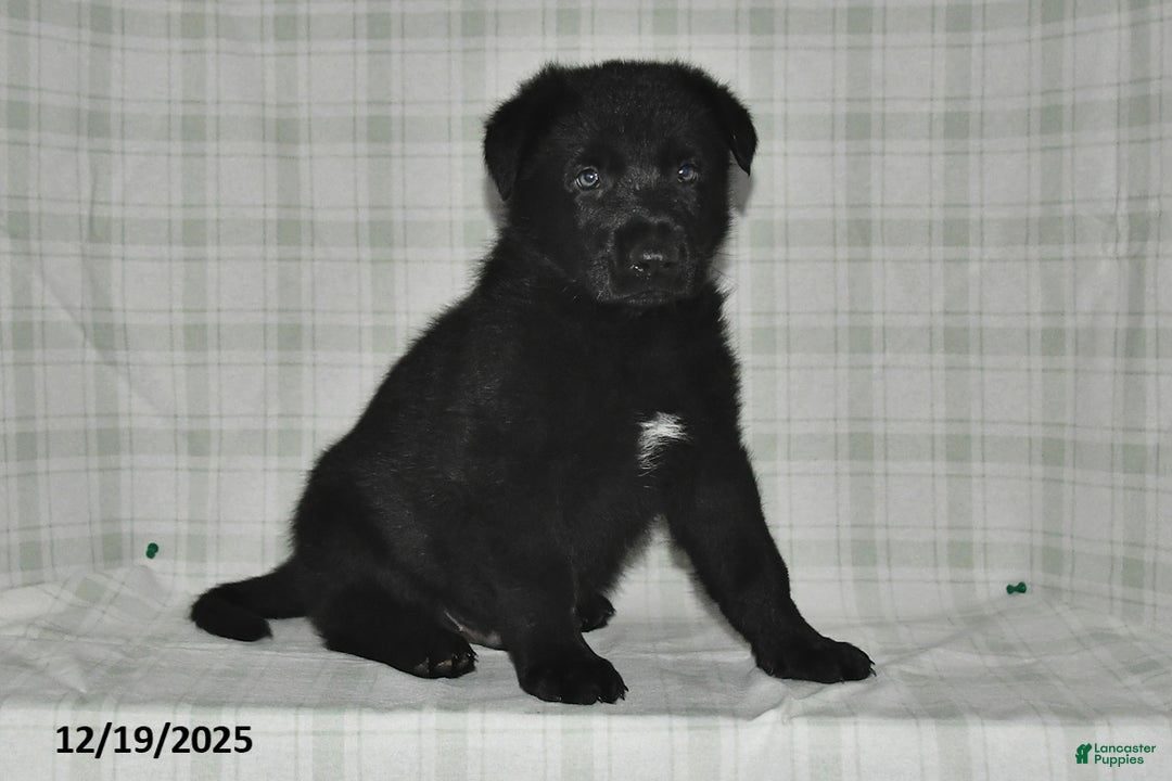 German Shepherd dogs for sale: Zachary - Ad 3