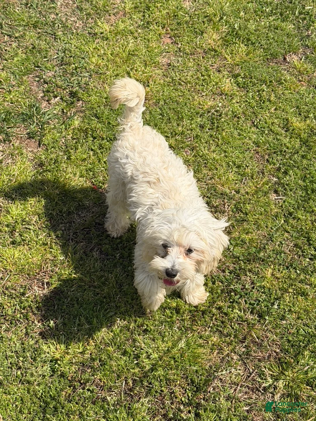 Maltipoo dogs for sale: Timmy - Ad 2