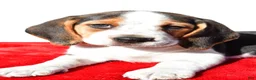 Beagle dogs for sale: Mae - Ad 5