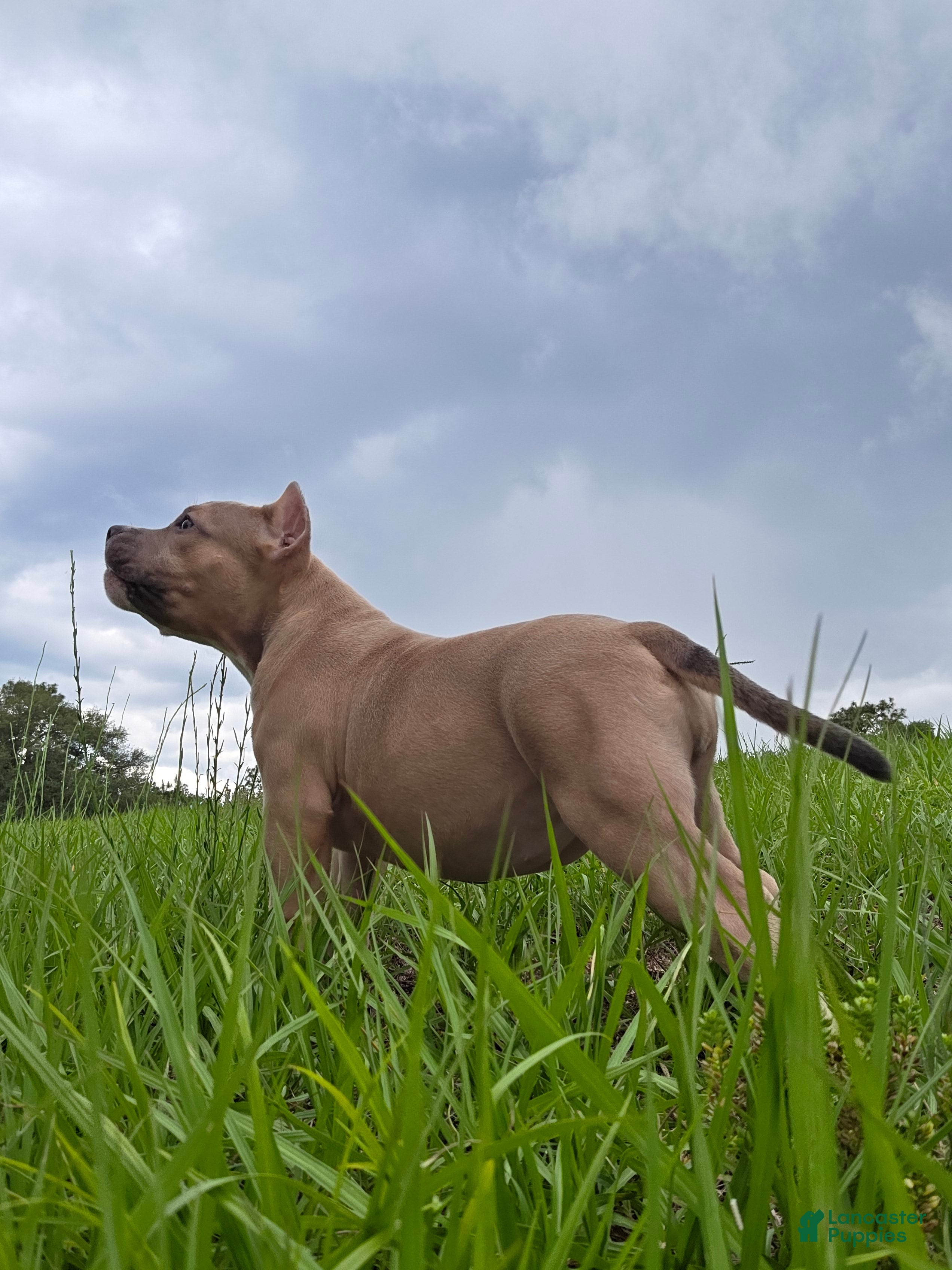 American Bully dogs American Bully Puppy 2 - Ad 30