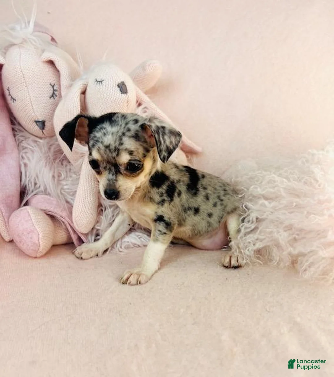 Chihuahua dogs for sale: Chihuahua Puppy 2 - Ad 1