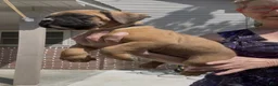 Boxer dogs for sale: Rusty AKC Euro - Ad 8