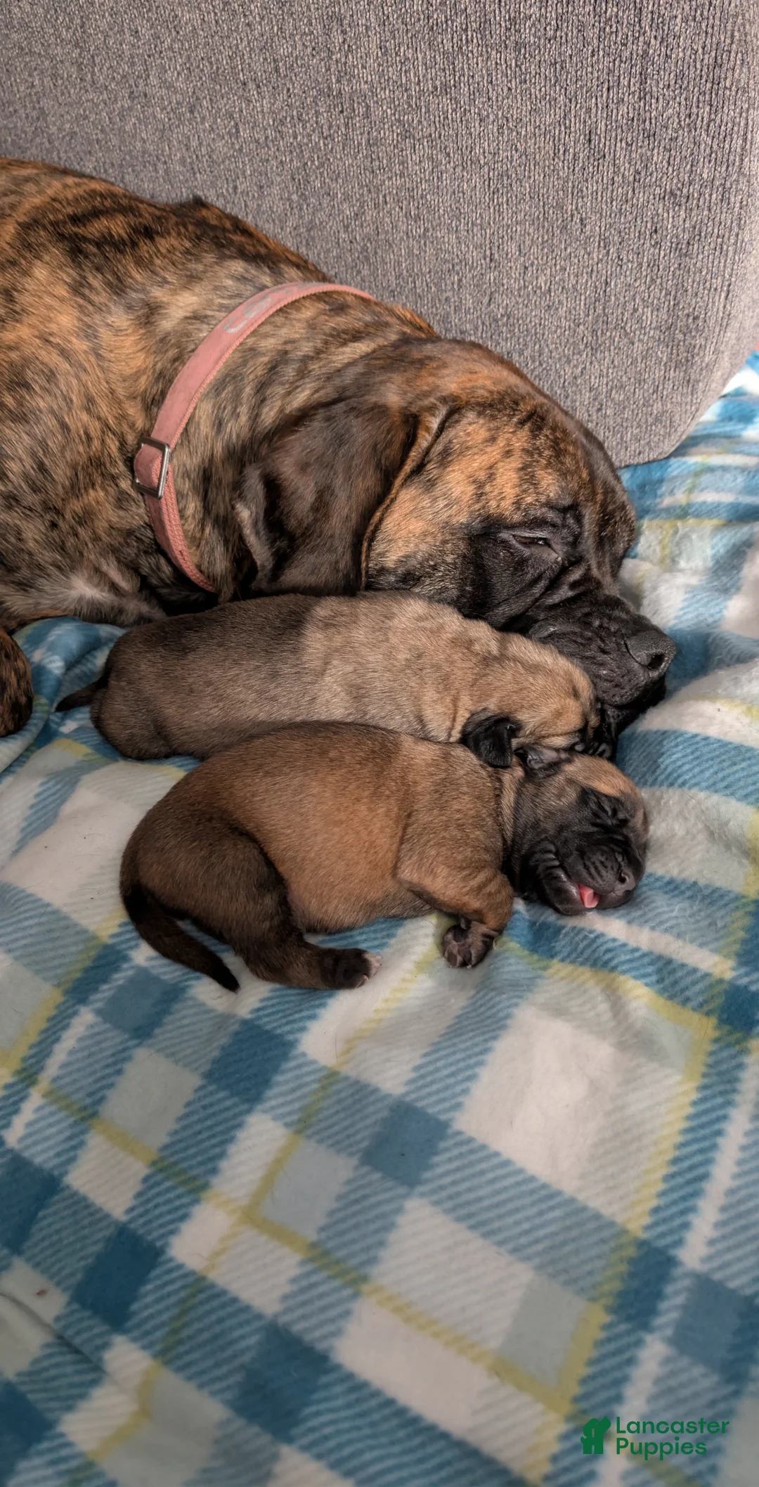 English Mastiff dogs for sale: English Mastiff Puppy 2 - Ad 1