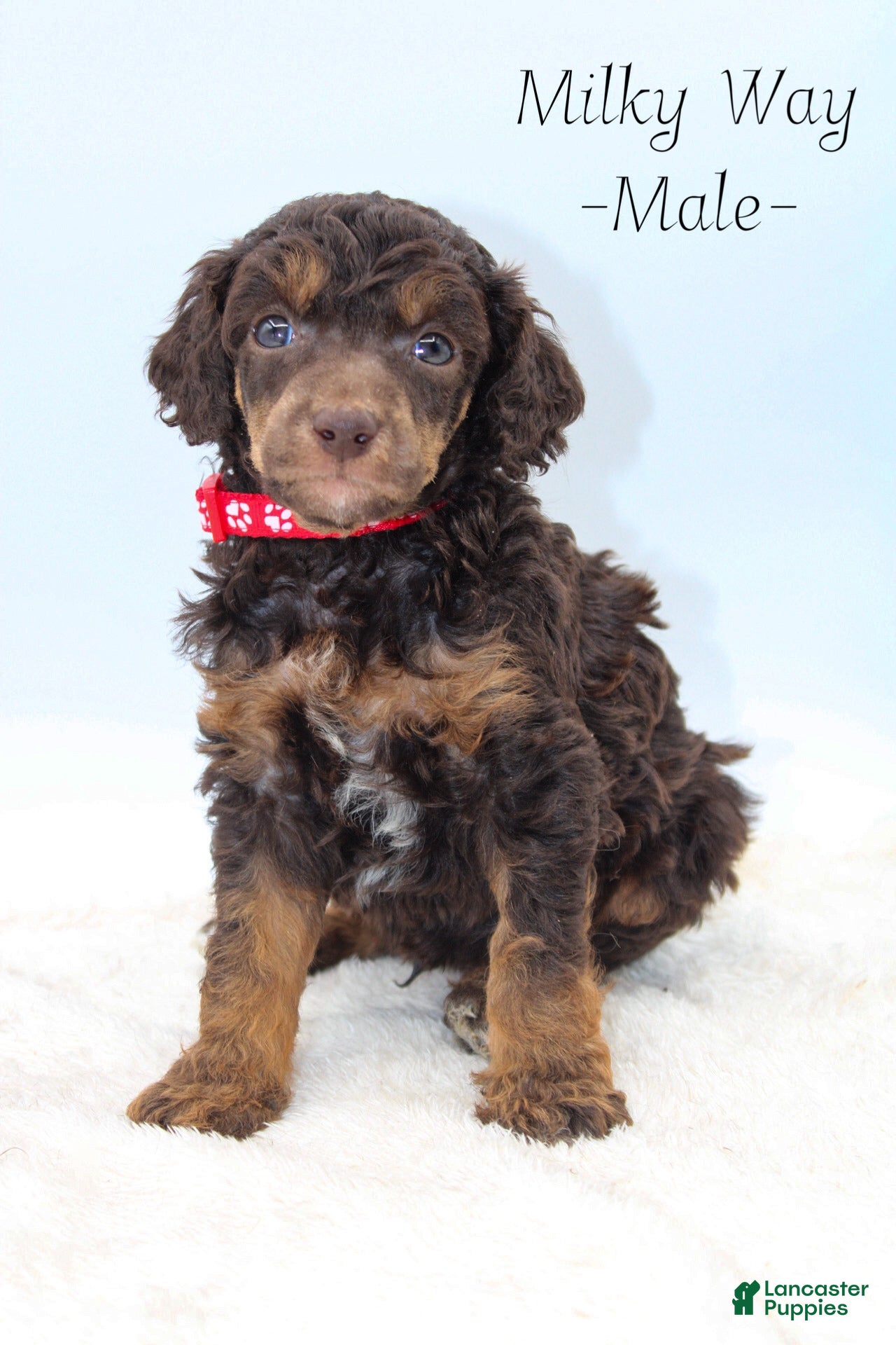 Standard Poodle dogs Milky Way  - Ad 21