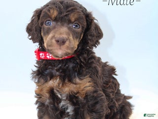 Standard Poodle dogs Milky Way - Ad 30