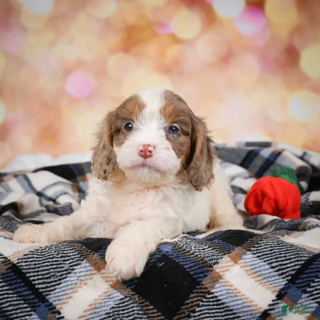 Cavapoo dogs for sale: Senna  - Ad 1