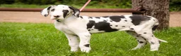 Great Dane dogs for sale: Joy - Ad 1