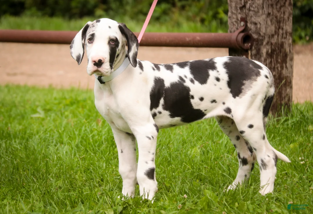 Great Dane dogs for sale: Joy - Ad 1