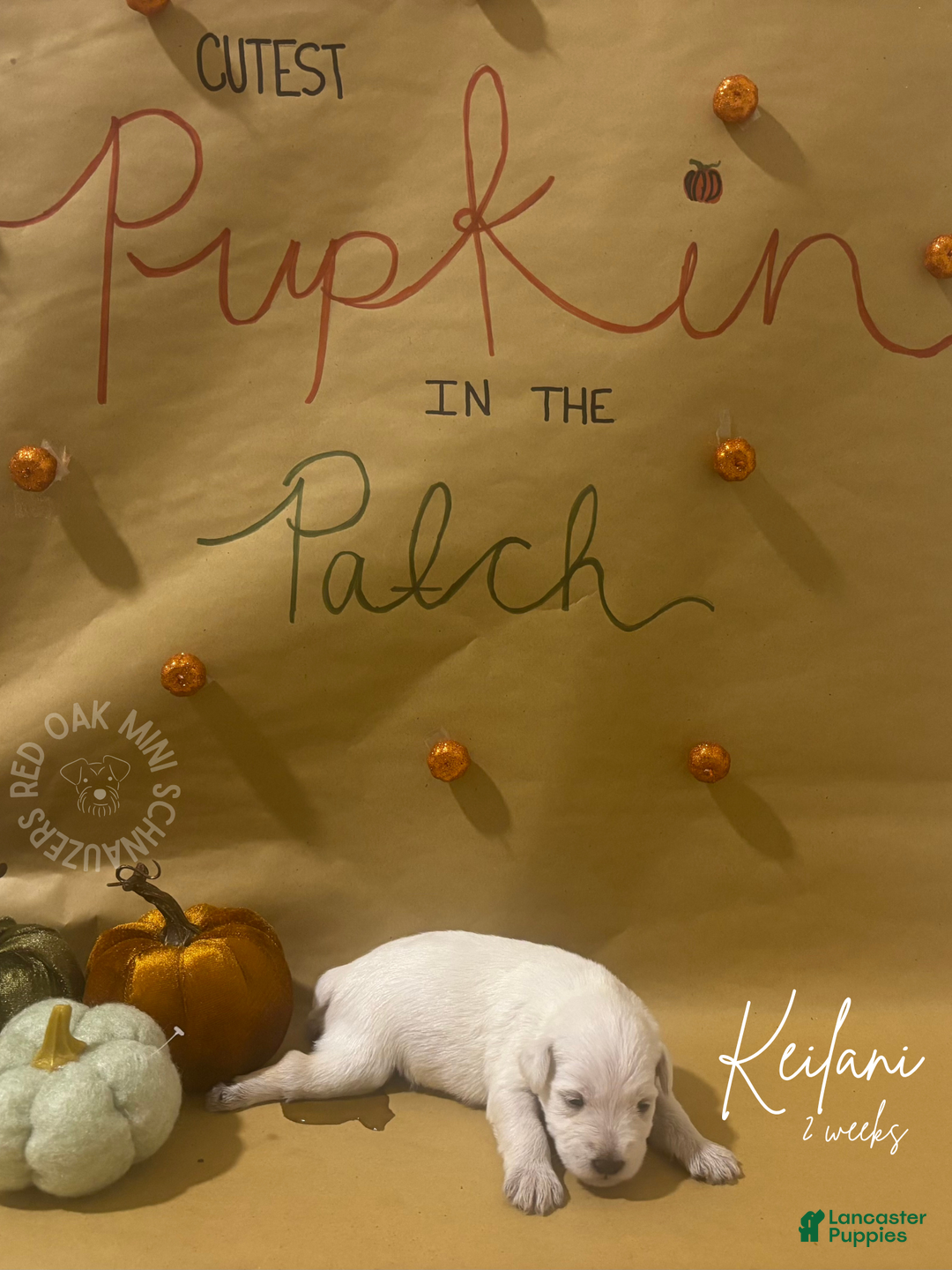 Miniature Schnauzer dogs for sale: Miniature Schnauzer Puppy 5 - Ad 1