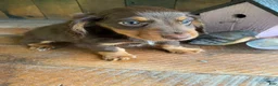 Miniature Dachshund dogs for sale: Browny - Ad 6
