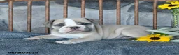 English Bulldog dogs for sale: Violet - Ad 1