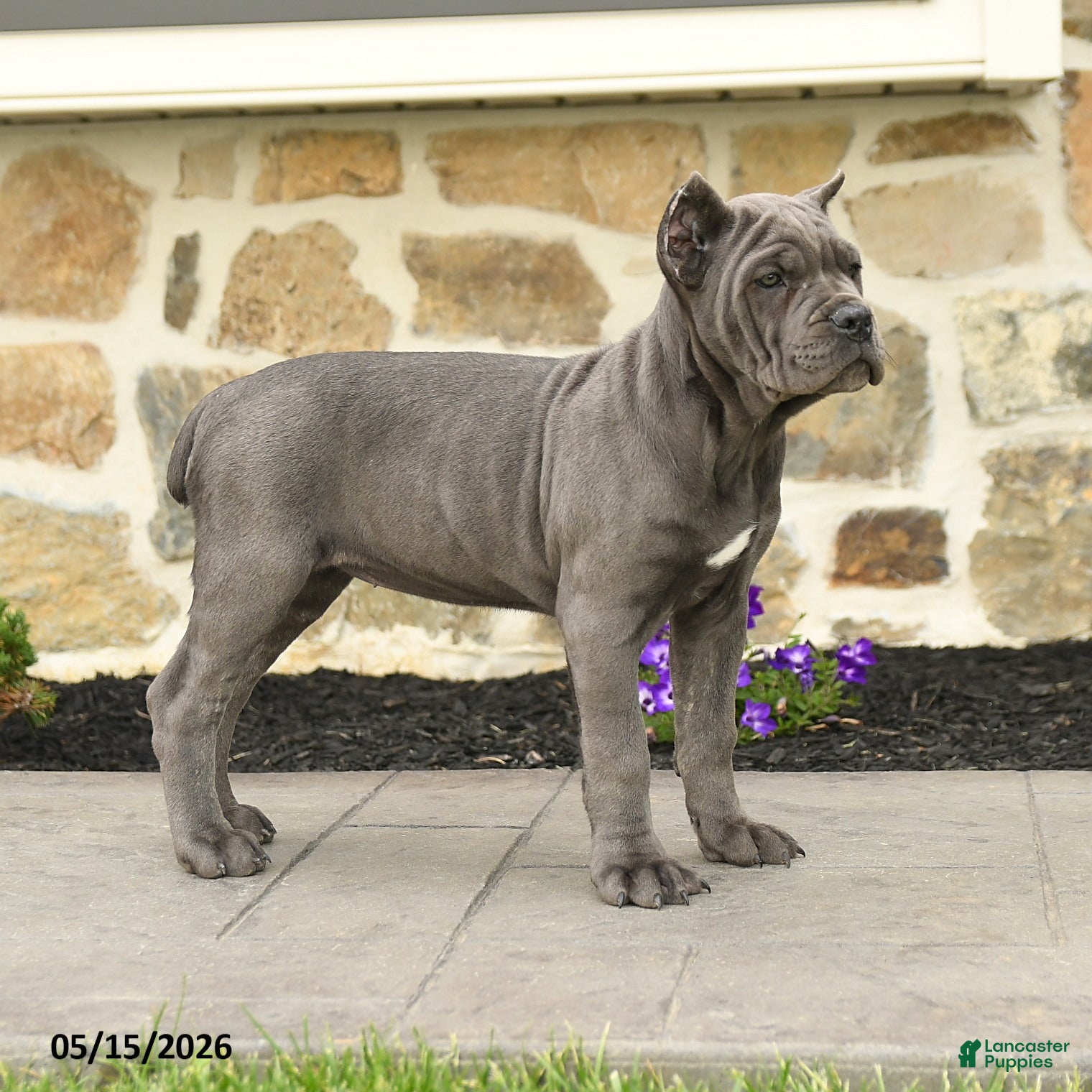 Cane Corso dogs Pipper - Ad 2