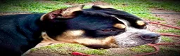 American Bully dogs for sale: American Bully Puppy 1 - Ad 26