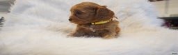 Cavapoo dogs for sale: Venus  - Ad 7