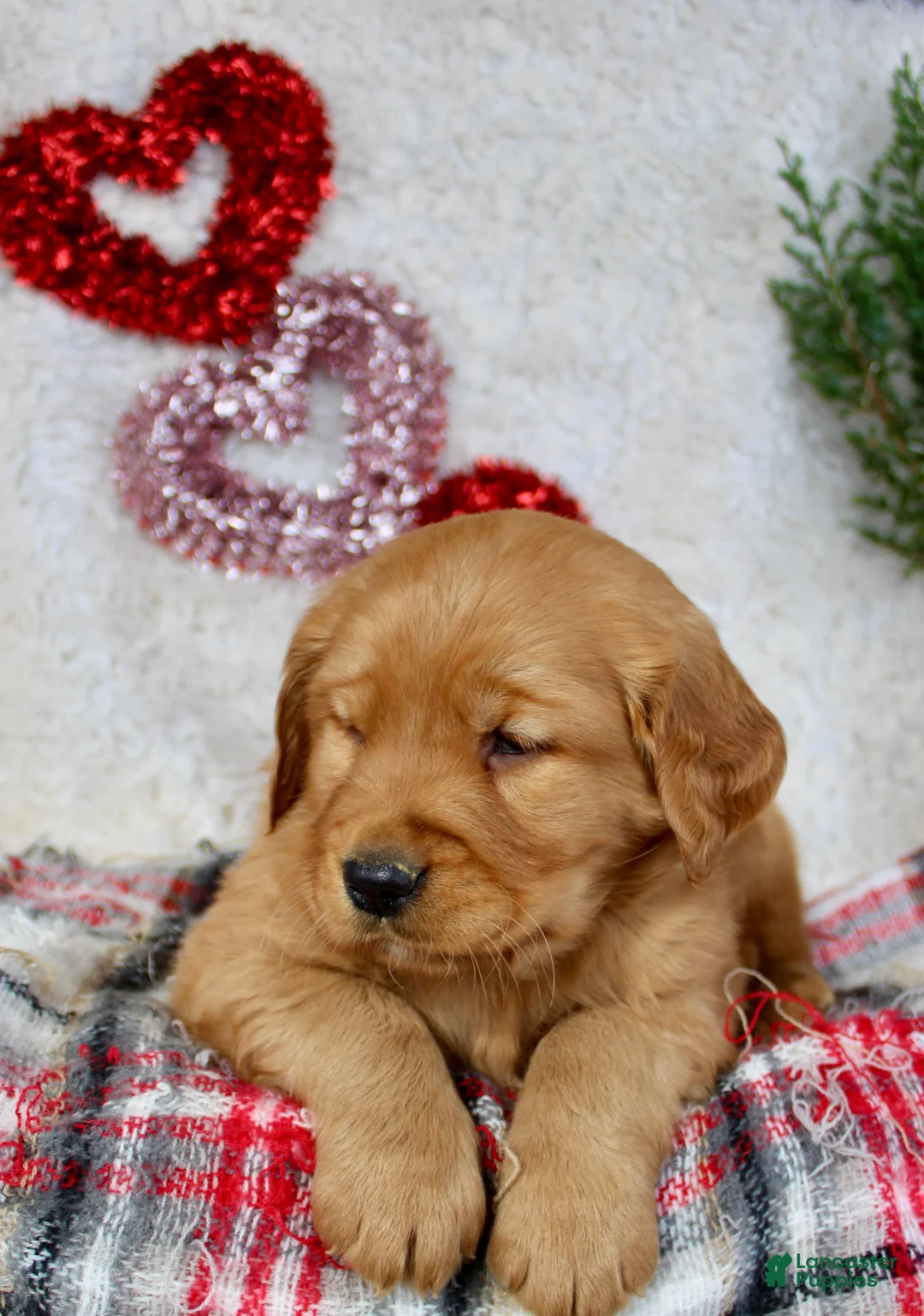 Golden Retriever dogs for sale: Golden Retriever Puppy Male 2 - Ad 2