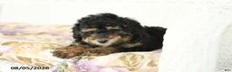 Miniature Poodle dogs for sale: Abby - Ad 3