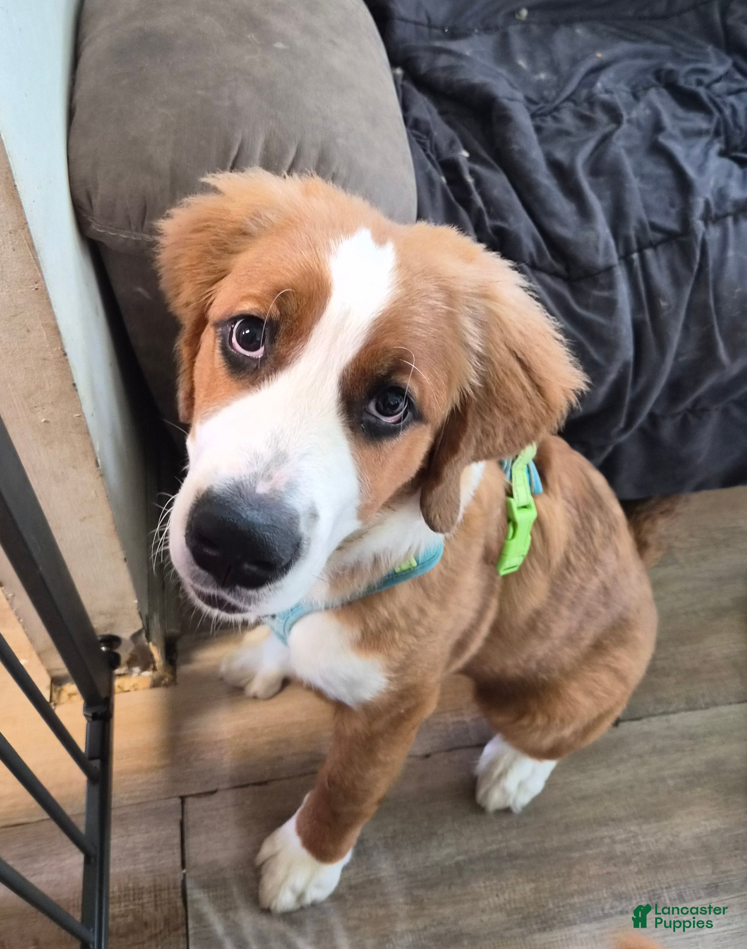 Mixed Breed dogs Princess - Ad 9