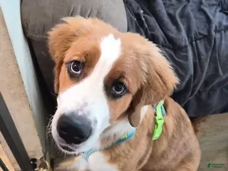 Mixed Breed dogs Princess - Ad 17