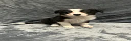 Border Collie dogs for sale: Faye - Ad 7