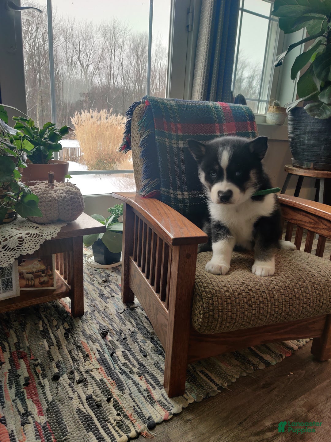 Siberian Husky dogs for sale: Jill - Ad 2