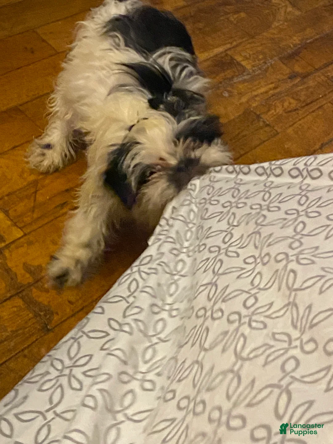 Shihpoo dogs for sale:  Wabi-Sabi - Ad 4