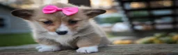 Welsh Corgi Pembroke dogs for sale: Shelby🎀 - Ad 5