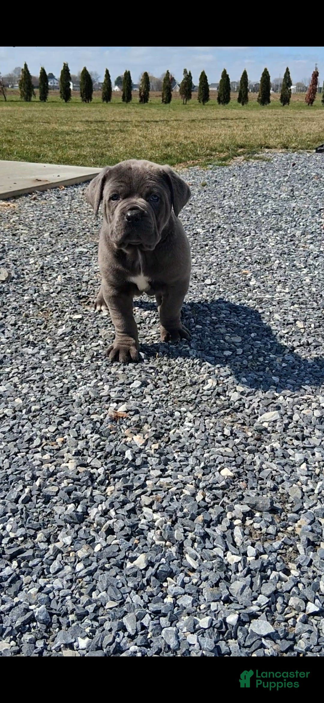 Cane Corso dogs Titan - Ad 2