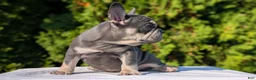 French Bulldog dogs for sale: Loki  - Ad 6