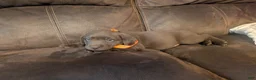 Labrador Retriever dogs for sale: Chocolate Female (Orange Collar) - Ad 8