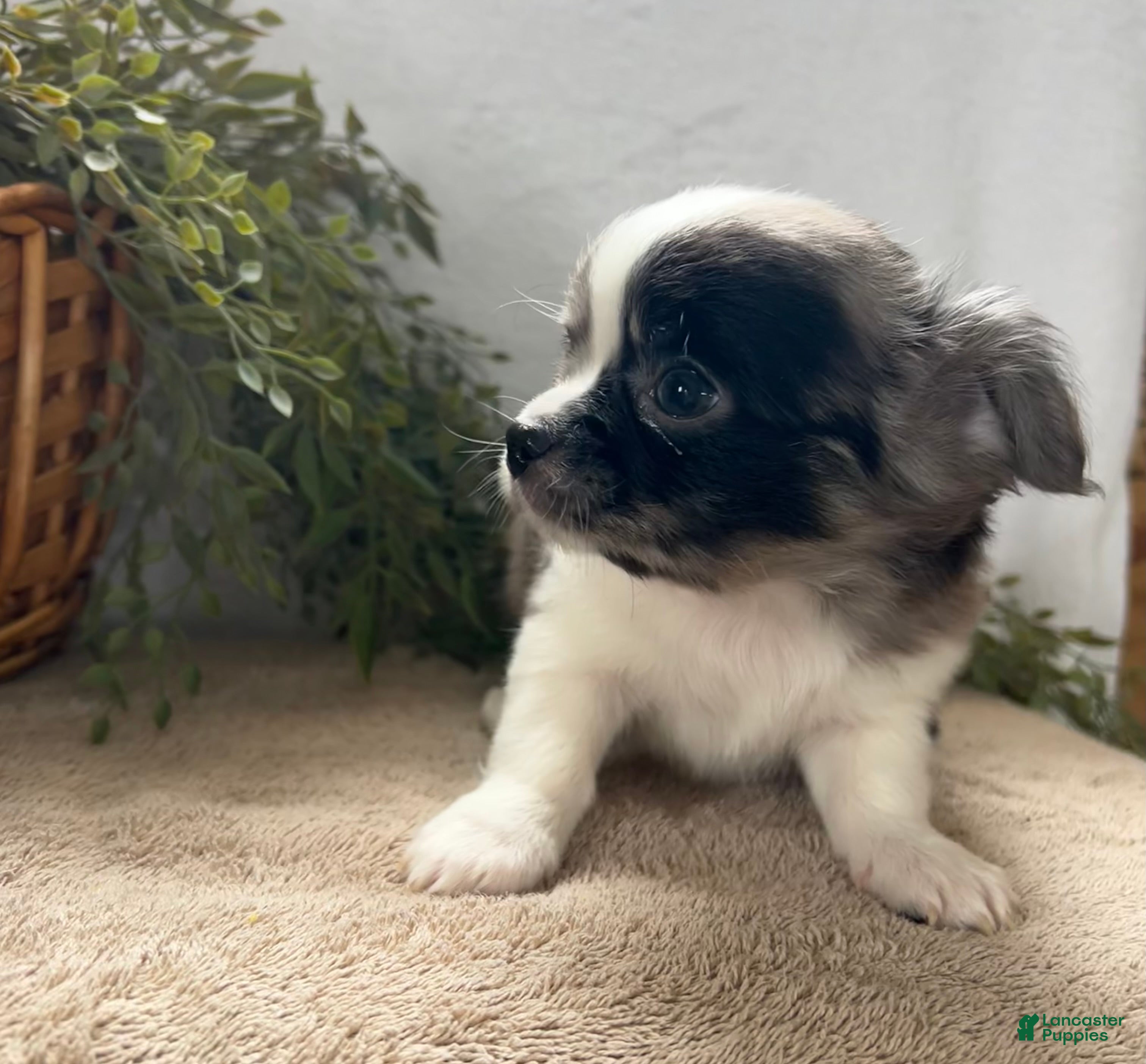 Chihuahua dogs Chase - Ad 2