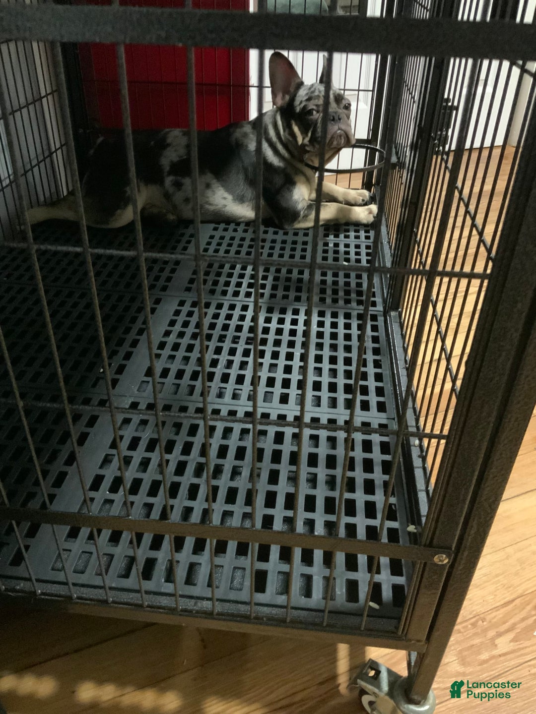French Bulldog dogs for sale: Stirling - Ad 4