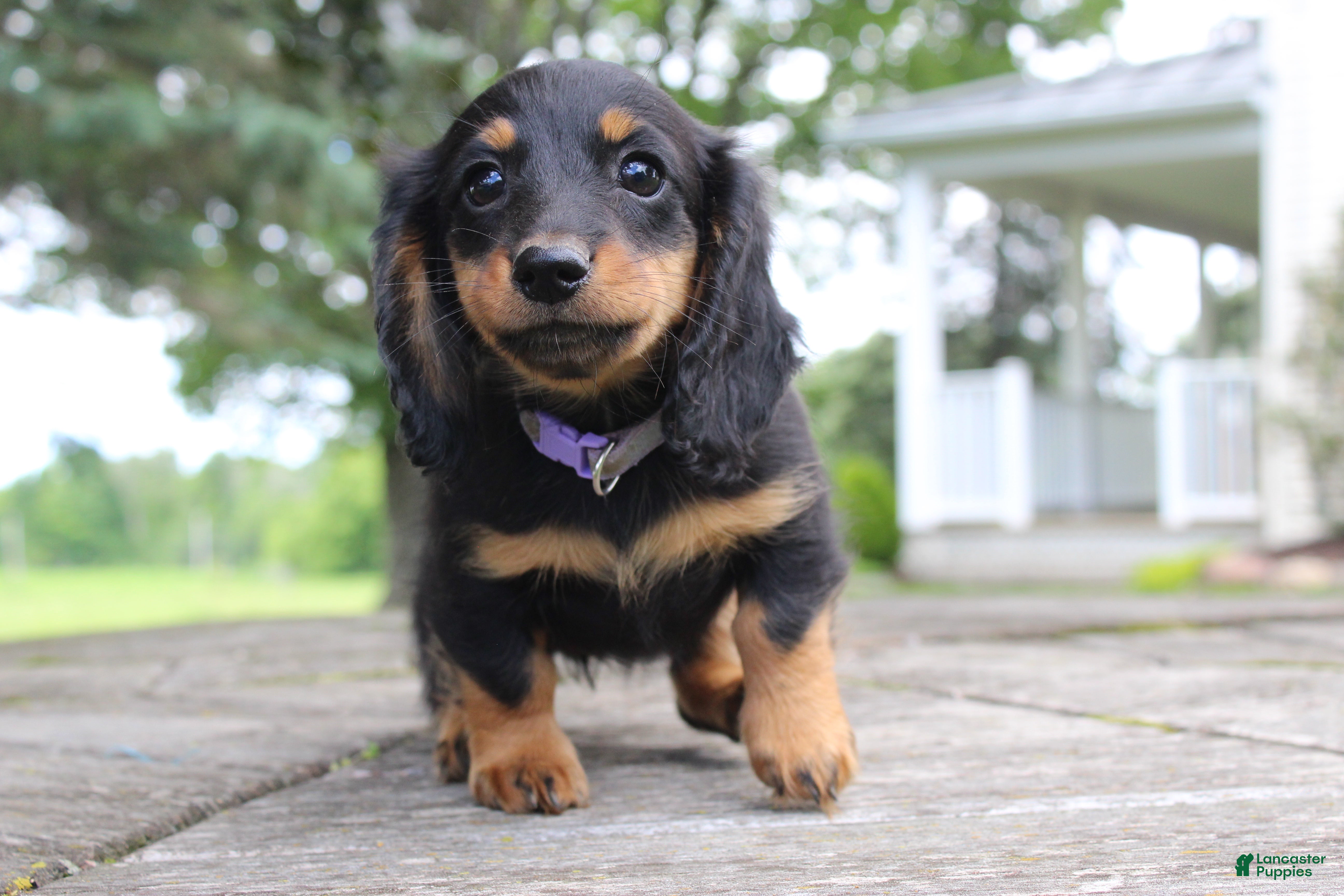 Miniature Dachshund dogs Abby - Ad 1