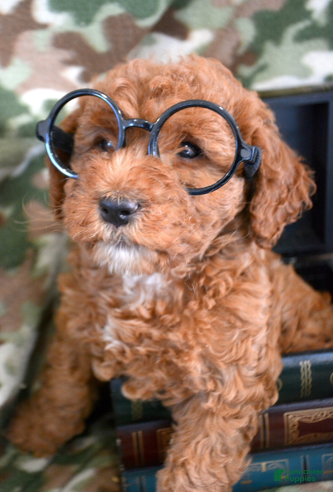 Goldendoodle dogs Mini Goldendoodle Puppy 4 Elly - Ad 27