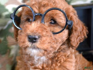 Goldendoodle dogs Mini Goldendoodle Puppy 4 Elly - Ad 9