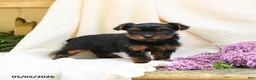 Yorkshire Terrier dogs for sale: Tao - Ad 1