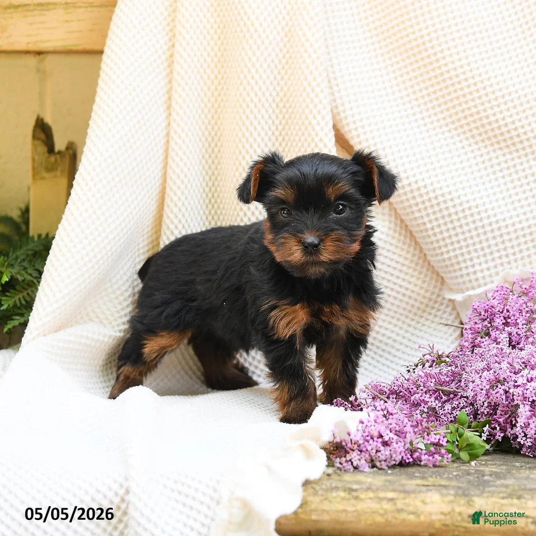 Yorkshire Terrier dogs for sale: Tao - Ad 1