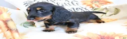 Miniature Dachshund dogs for sale: Daisy - Ad 5