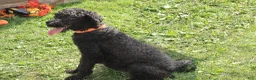 Standard Poodle dogs for sale: Adam - Ad 6